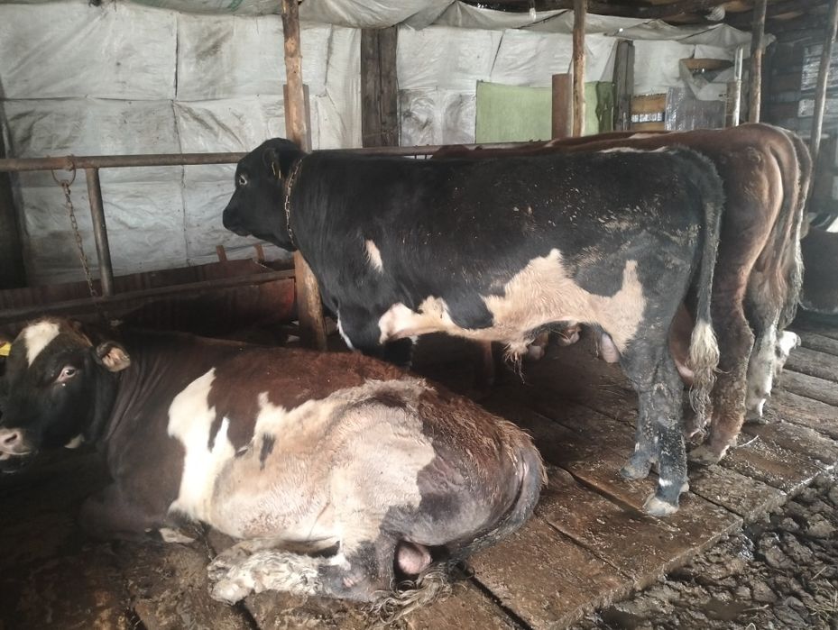 1.5 жасар бұқалар сатылады