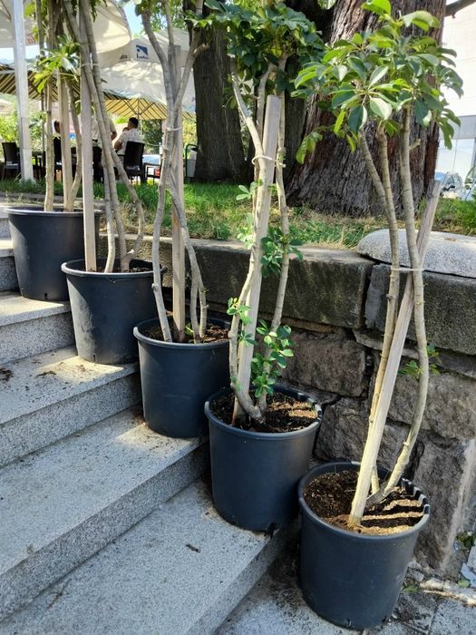 Продавам Шефлера / Schefflera 10 годишна, 170 см. височина, 10 броя