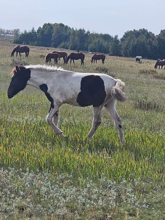 Продам  кобылу  9 лет упитанная