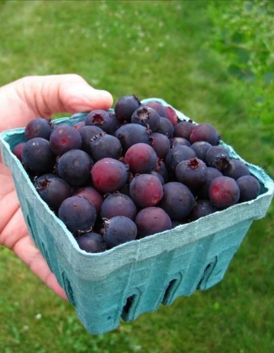Vindem afin/coacaz/aronia de cultura