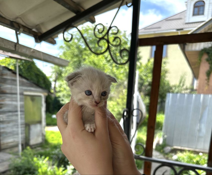 Продам маленькуб вислоухую кошечку