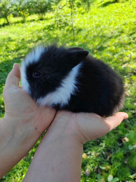 Vând iepuri cap de leu