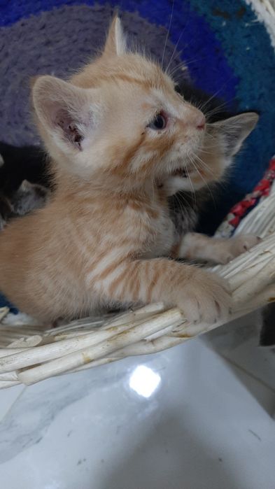 Отдаются котята даром