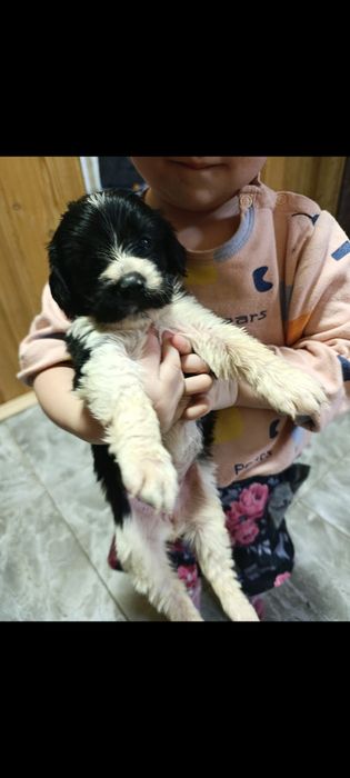 Русский спаниэль щенки