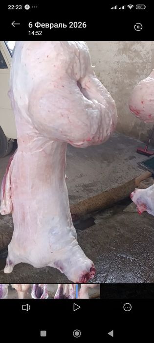 Qoylar qoy Qõchqorla sotladi gõshtini kilosga 135.000 mingdan  aksiya