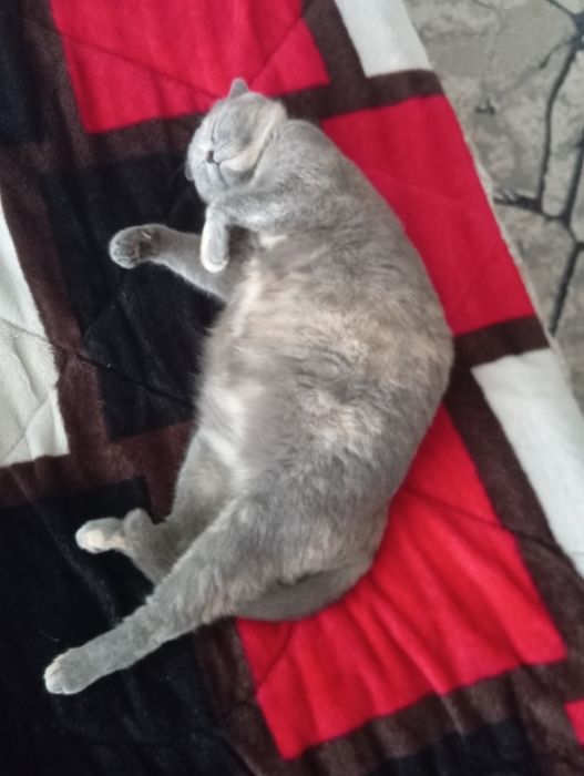 Кошка с породой Веслоухая