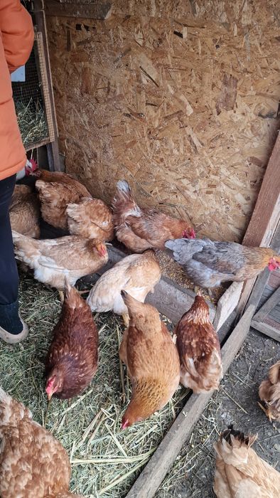 Vand găini crescute la țară cu porumb