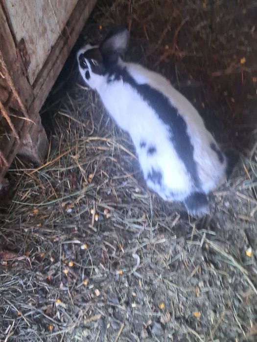 Vand Iepuri fluture german si urias german