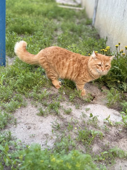 Котик в добрые руки