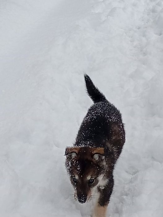 Отдам в добрые руки щенят