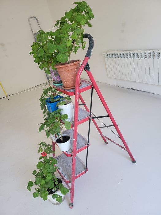 ,Цветы комнатные -герань.