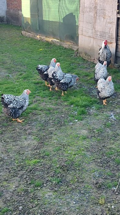 Vând wyandotte argintiu