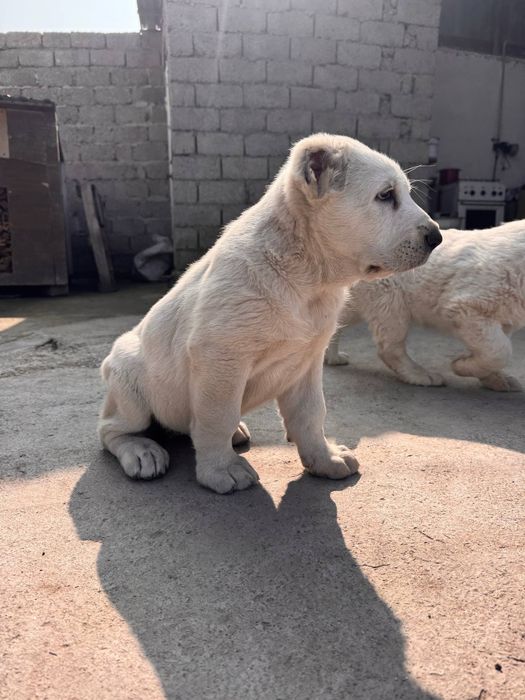 Щенки Алабая 250$