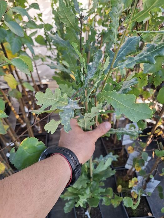 Колоновиден дъб в саксия