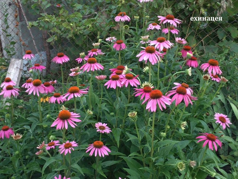 Луковици и грудки на цветя