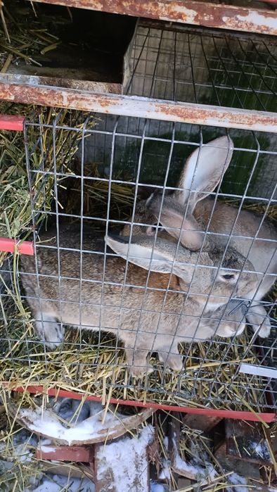 Iepuri metis uriaș german 4 luni