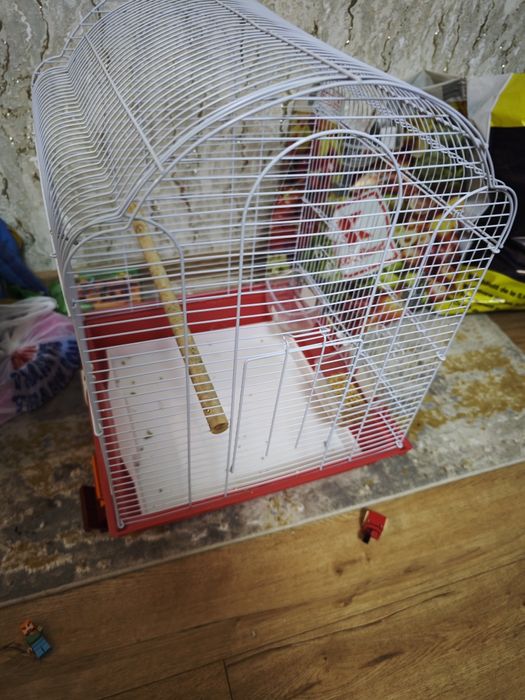 Colivie mare peruși papagal