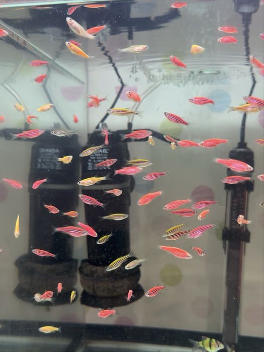 Продам аквариумных рыбок