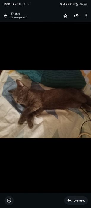 Russian blue 4мес