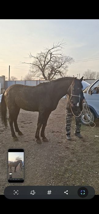 Айгырчик красавчик крупный  на племя