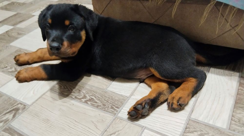 Ротвейлер   щенок