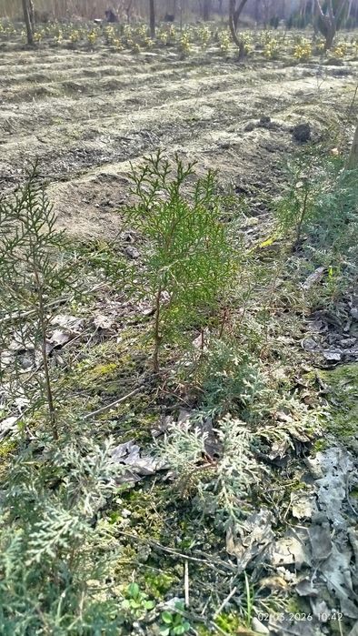 Tuya archa koʻchatlari