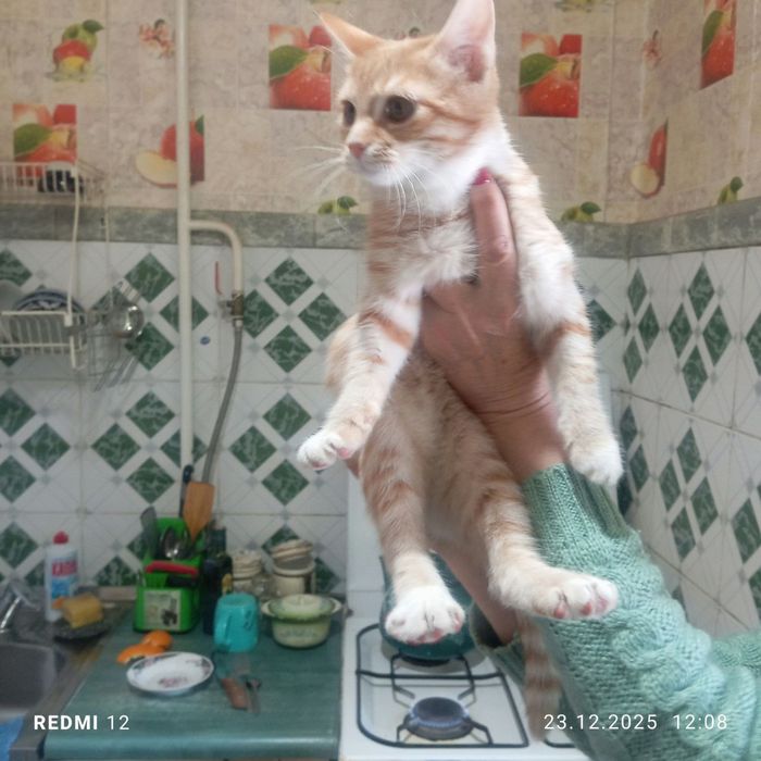 Отдам котенка , кошечка очень красивая