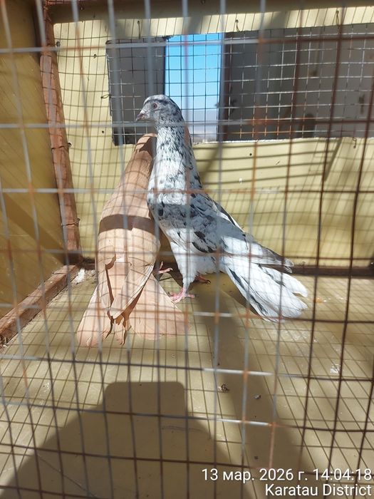 Широкохвостые голуби