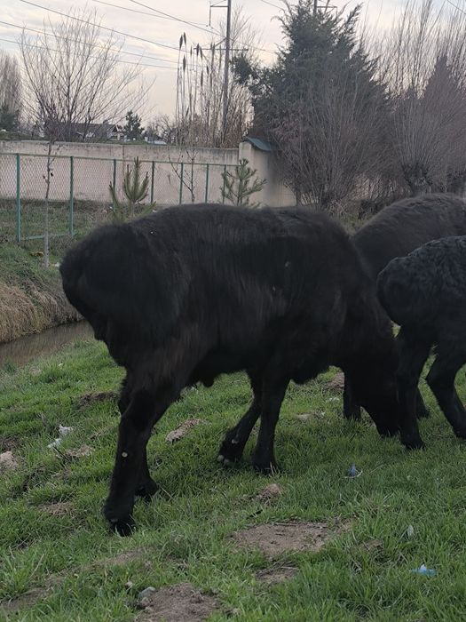 Qochqor qisari sotiladi