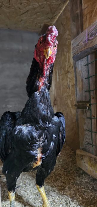 Дакан бойцовая птица