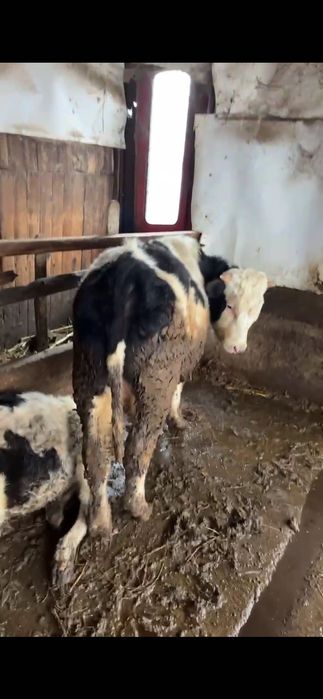 Vitica  si un tauras de vanzare