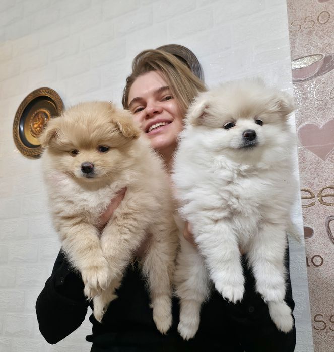 Продам Щенков Немецкого Шпица