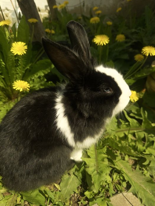 Кролик домашний (с клеткой)