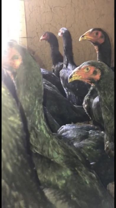 Немец шамо мокионлари сотилади