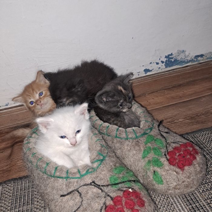 Бесплатно отдам котят