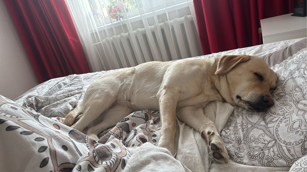 Девочка ищет мальчика для вязки лабрадор