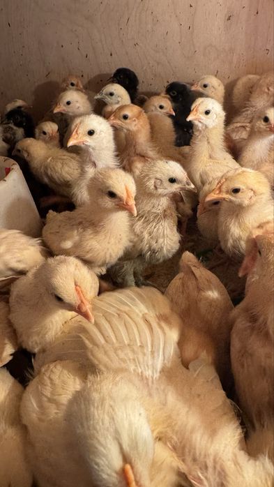 Цыплята две недели