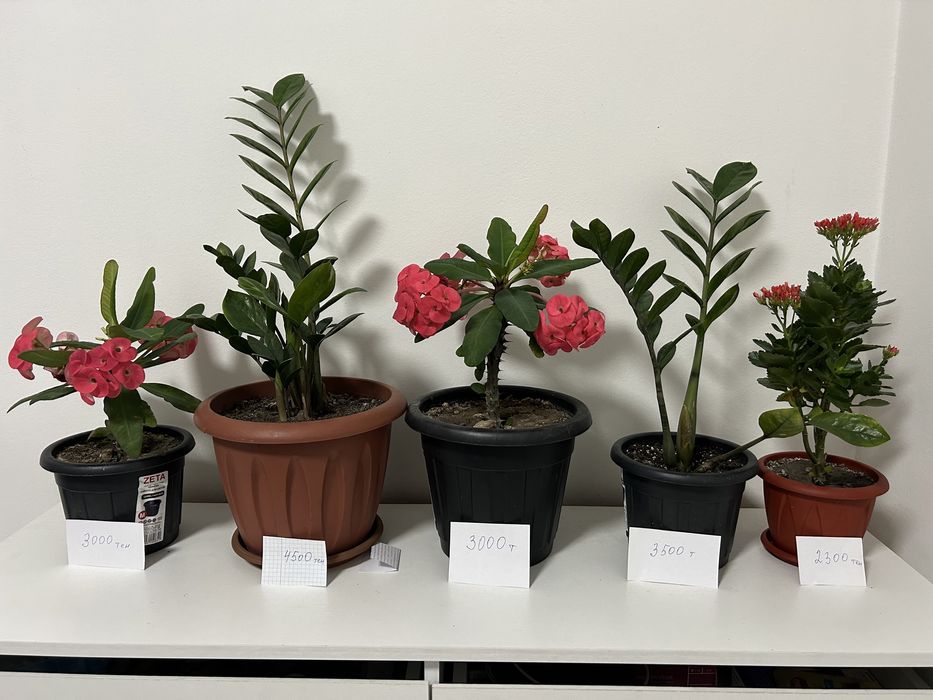 Распродажа комнатных цветов