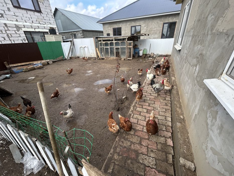 продам петухи куры