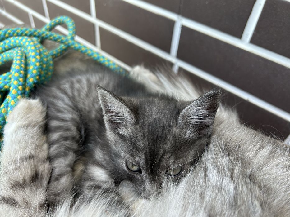 Отдам котенка мышелова