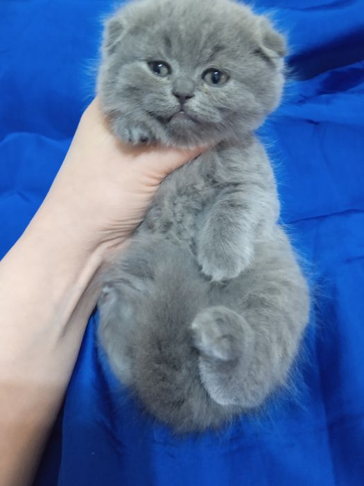 Котята скоттиш фолд