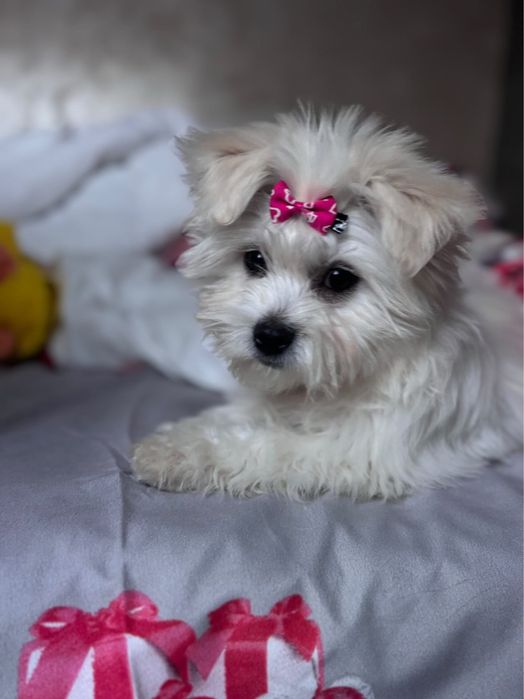 Vând  câine bichon