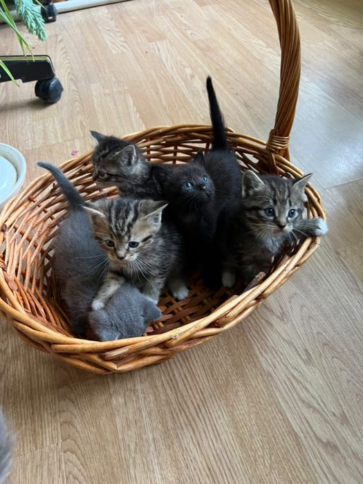Котята в добрые  руки