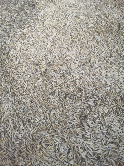 Ovăz producție 2025 și baloti de lucernă, porumb, grâu