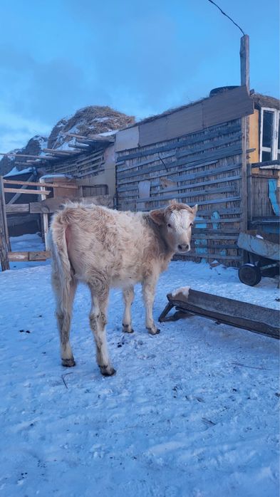 10 айлық бұзау сатылады