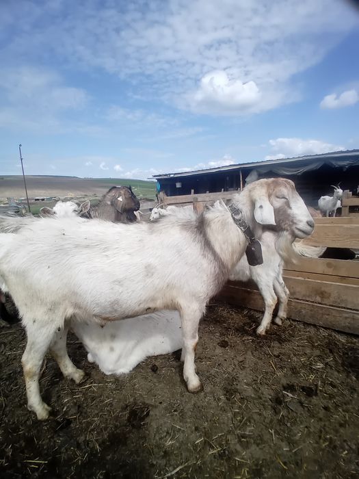 Mascul tânăr, ciut genetic , foarte bun pentru reproducție!