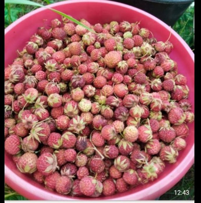 Продам ягоды земляники