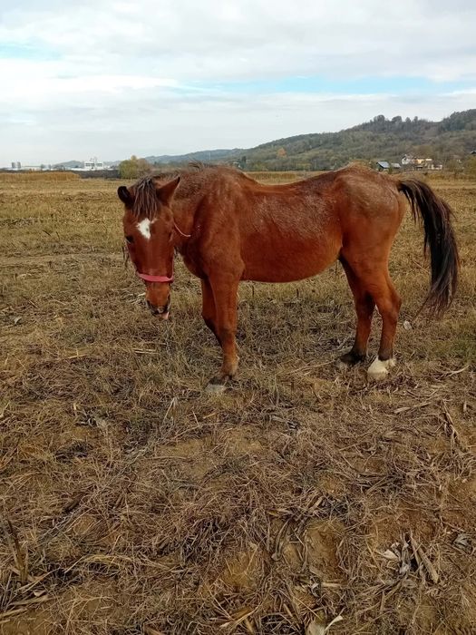 De vanzare cal castrat