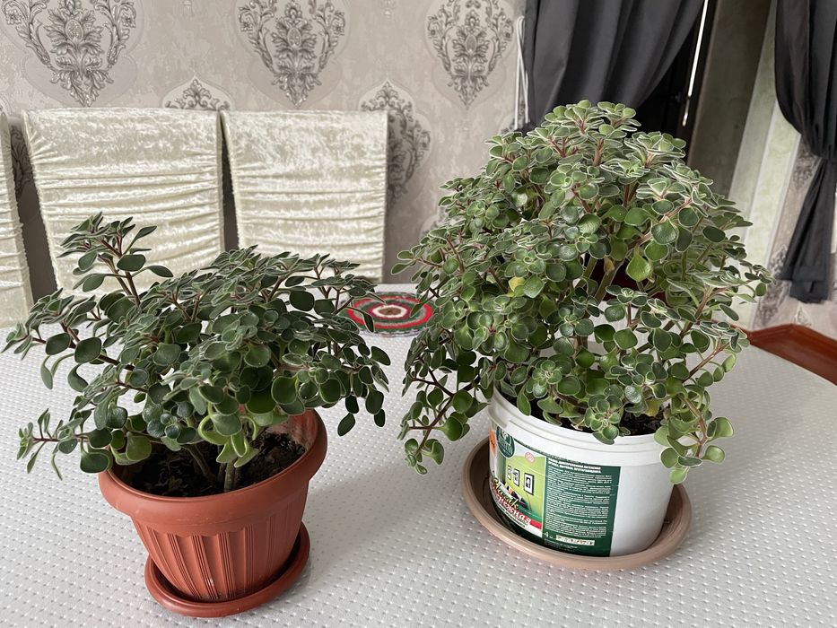 Продается цветы домашние