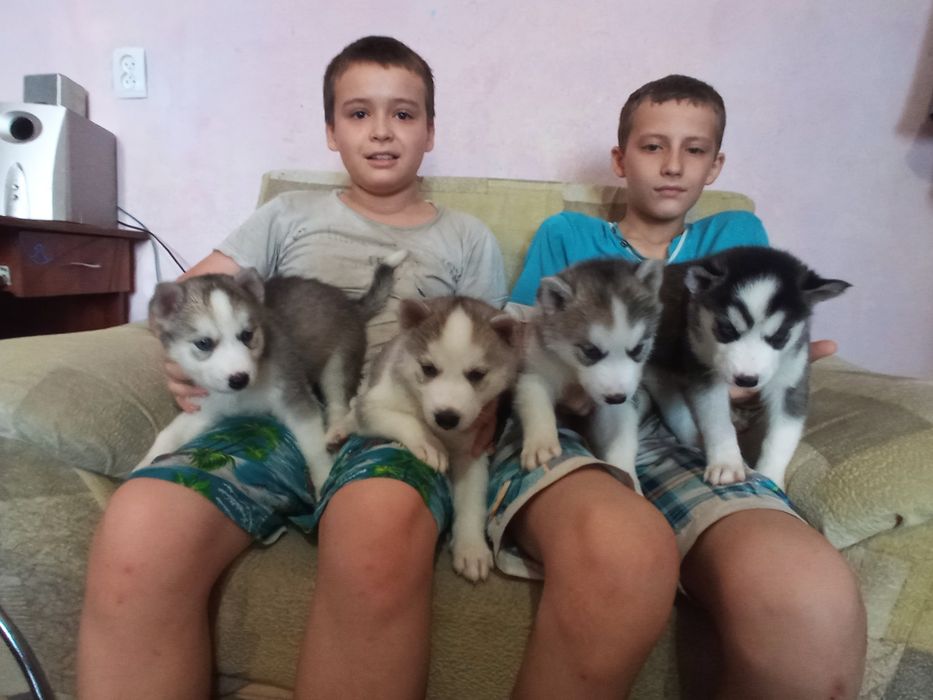 Щенки Хаски один месяц